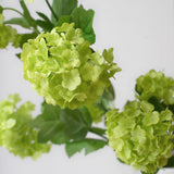 A beautiful stem of green viburnum