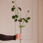 A beautiful single stem of wild blackberry; - a perfect addition to your floral collection