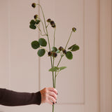 A beautiful single stem of wild blackberry; - a perfect addition to your floral collection