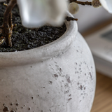 Charles Ted Faux Magnolia Arrangement in Cement Pot