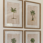 Set of four tropical tree illustration prints in frames