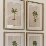 Set of four tropical tree illustration prints in frames