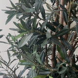 Charles Ted Amalfi Olive Tree