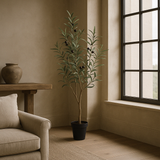 Olive tree | 90cm