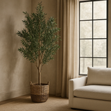 Ronda Olive Tree