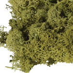 Large Bag of Real Green Moss