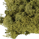 Large Bag of Real Green Moss