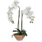 White Phalaenopsis Orchid in Terracotta Pot
