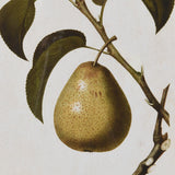 Pear Artwork in Striped Frame  | Set of Four