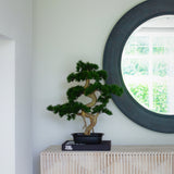 Bonsai Tree