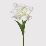 Parrot Tulip Bunch of six
