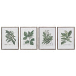 Set of 4 framed perennial herb botanical wall art prints displayed in a row