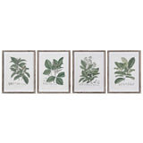 Set of 4 framed perennial herb botanical wall art prints displayed in a row