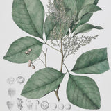 Close up of vintage inspired perennial herb botanical wall art with green leaves and sketches