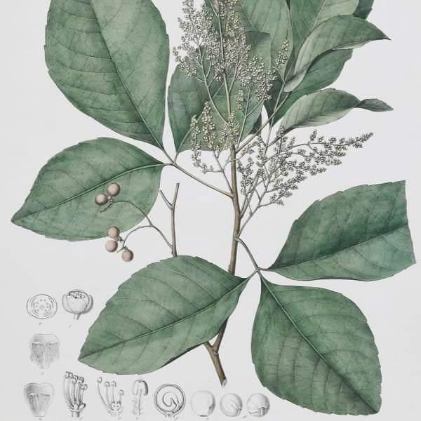 Close up of vintage inspired perennial herb botanical wall art with green leaves and sketches