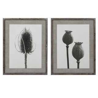 Burford framed botanical prints set of two, showing monochrome teasel and poppy seedhead photography on natural linen mounts in weathered wood frames