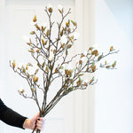 A beautiful stem of magnolia featuring bud detailing and blooming flowers.