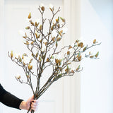 A beautiful stem of magnolia featuring bud detailing and blooming flowers.