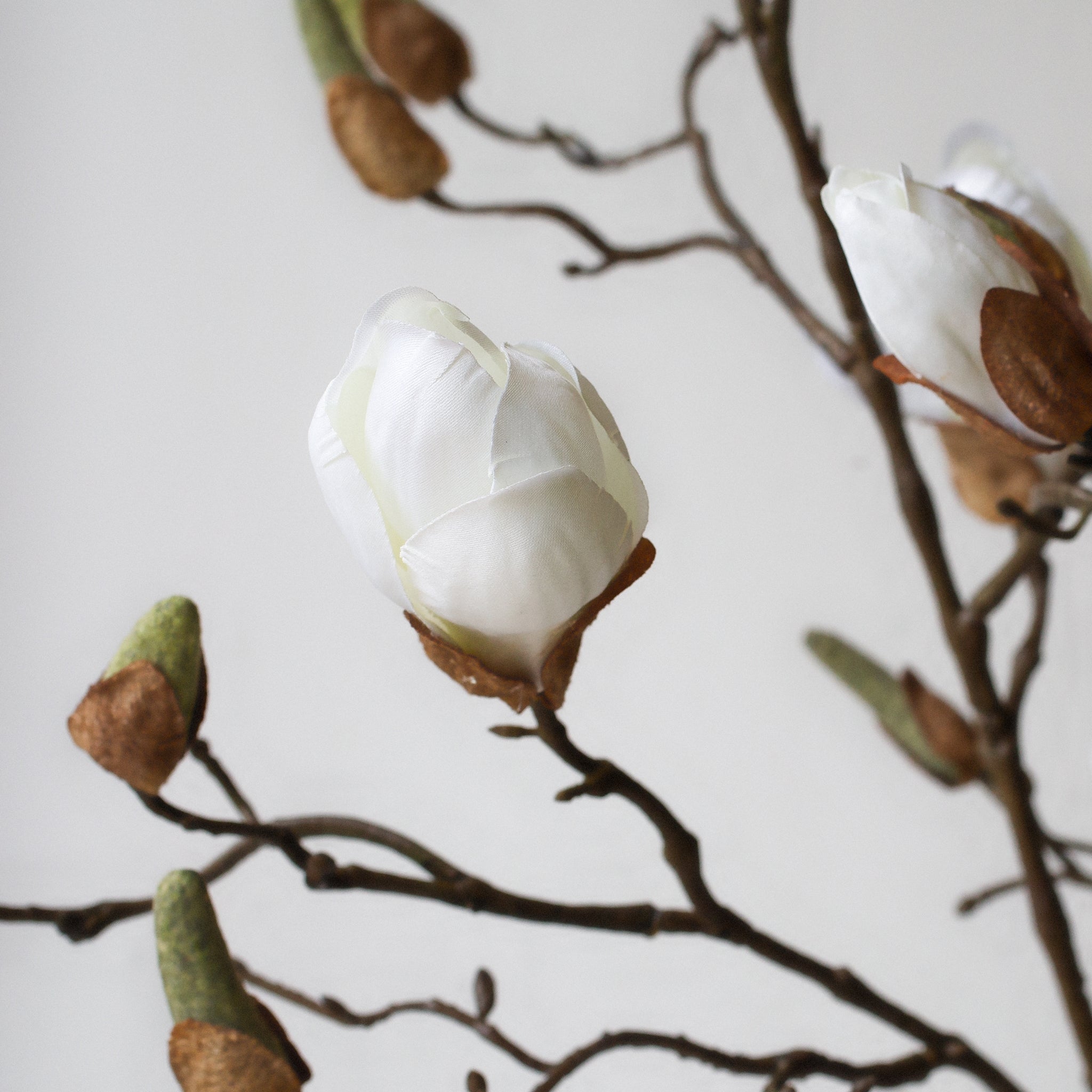 A beautiful stem of magnolia featuring bud detailing and blooming flowers.