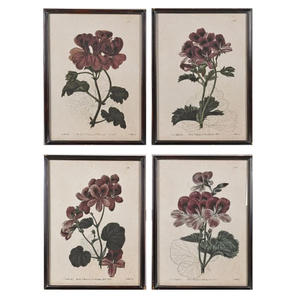 Ridgway Geranium Studies | Set of Four