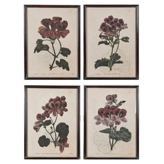 Set of four framed botanical prints featuring detailed illustrations of geranium flowers in shades of burgundy and green on aged beige paper, enclosed in dark wood frames.