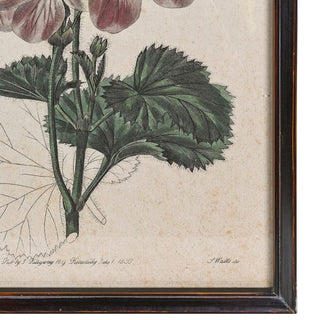 A framed botanical art print featuring detailed vintage illustrations of green leaves and pink flowers on aged beige paper, enclosed in a dark wood frame.