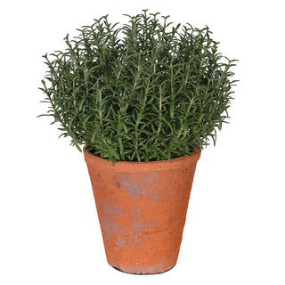 faux rosemary plant in an aged terracotta pot, showing the dense naturalistic foliage and weathered lime-flecked pot finish against a white background