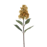 Charles Ted Hydrangea Dark Cream