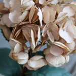 A stunning Hydrangea stem in beautiful beige