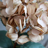 A stunning Hydrangea stem in beautiful beige