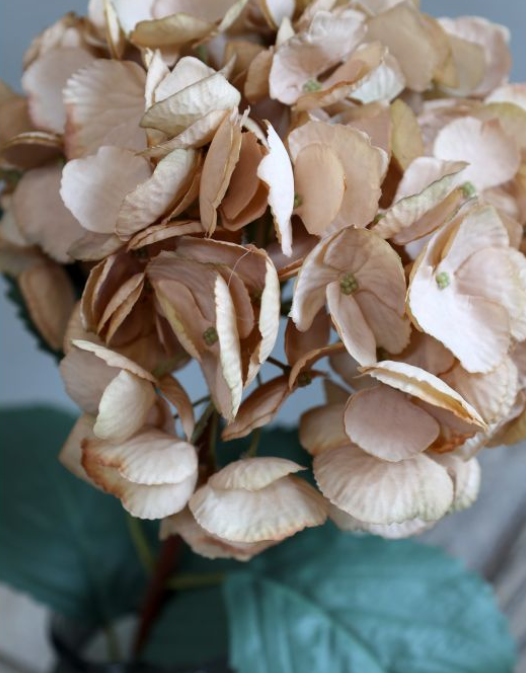 A stunning Hydrangea stem in beautiful beige
