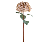 A stunning Hydrangea stem in beautiful beige