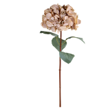 A stunning Hydrangea stem in beautiful beige