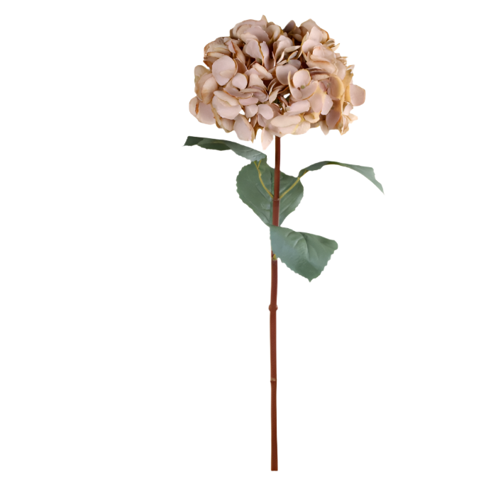 A stunning Hydrangea stem in beautiful beige