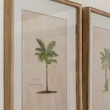 Set of four tropical tree illustration prints in frames close up