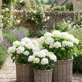  Crafted from durable wicker with a discreet plastic lining, these baskets are ideal for outdoor planting 