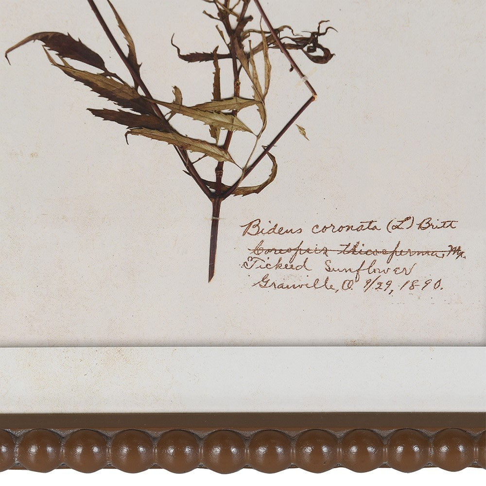 Close-up of vintage floral illustration with handwritten botanical notes