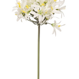 Charles Ted Agapanthus stem white | Set of Three