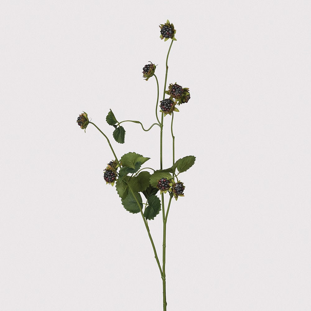 A beautiful single stem of wild blackberry; - a perfect addition to your floral collection