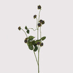 A beautiful single stem of wild blackberry; - a perfect addition to your floral collection