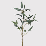 A beautiful stem of eucalyptus featuring elegant long leaves and berry detail.