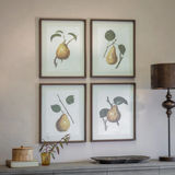 Four framed botanical prints of pears on a wall above a shelf with decorative items.
