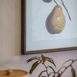 Framed artwork of a pear on a wall with a plant in the foreground