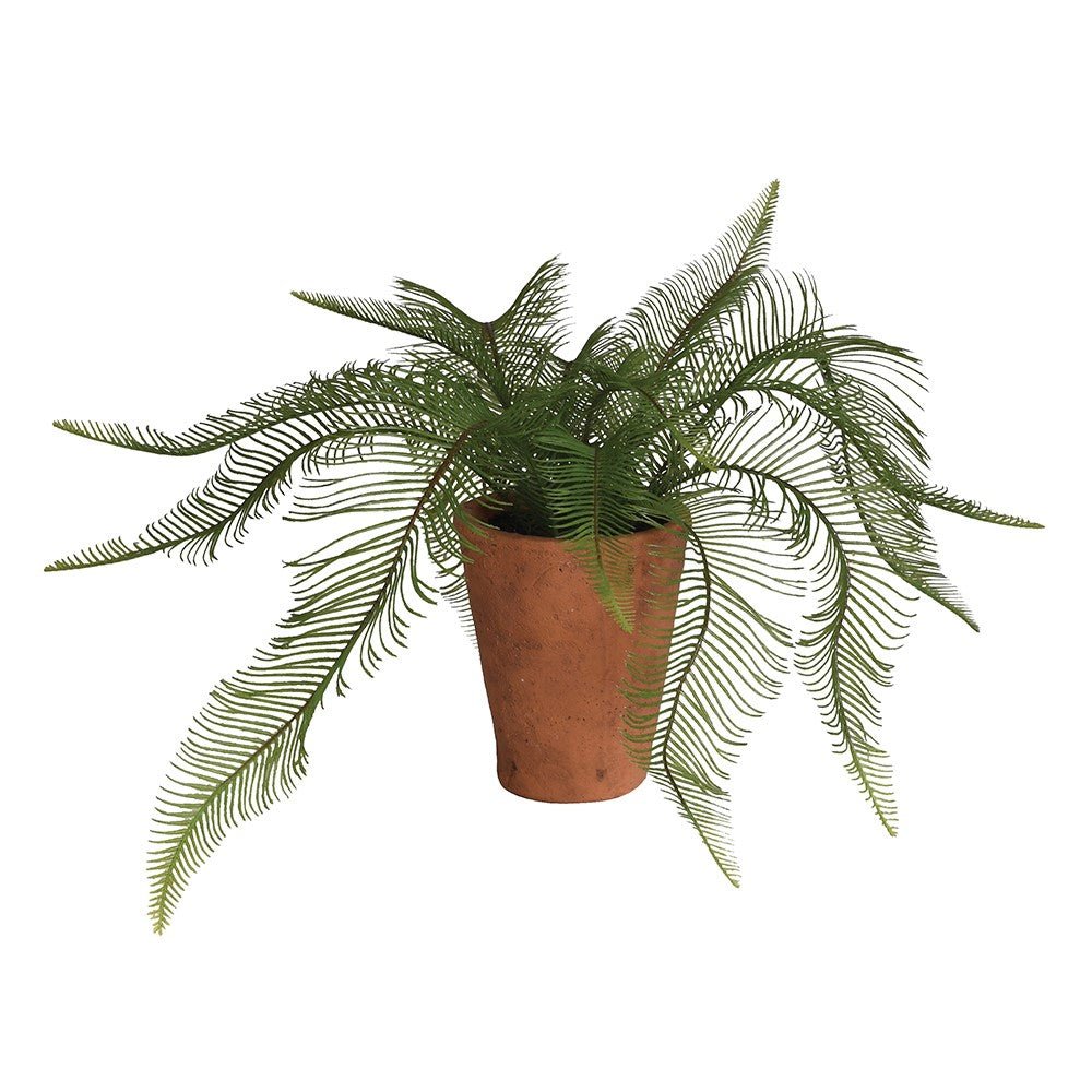 Potted fern plant on a white background