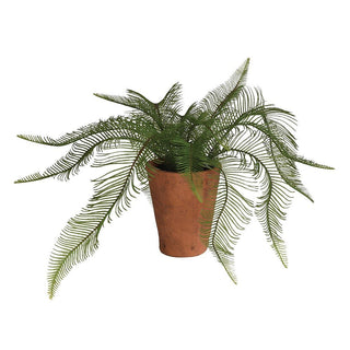 Potted fern plant on a white background