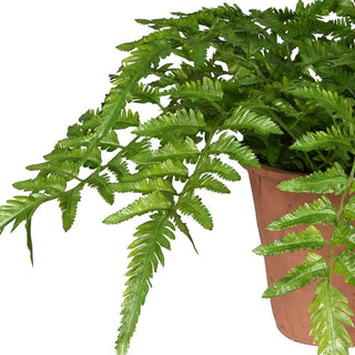 Charles Ted Faux Fern in Terracotta Pot - CharlesTed Home