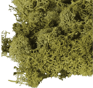 Charles Ted Large Bag of Real Green Moss - CharlesTed Home