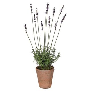 Charles Ted Lavender in Terracotta Pot - CharlesTed Home