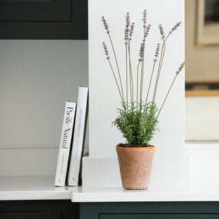 Charles Ted Lavender in Terracotta Pot - CharlesTed Home