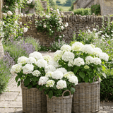Charles Ted Sonoma Weatherproof Baskets | Outdoor Planters | Wicker & Plastic Lined | Three Sizes - CharlesTed Home